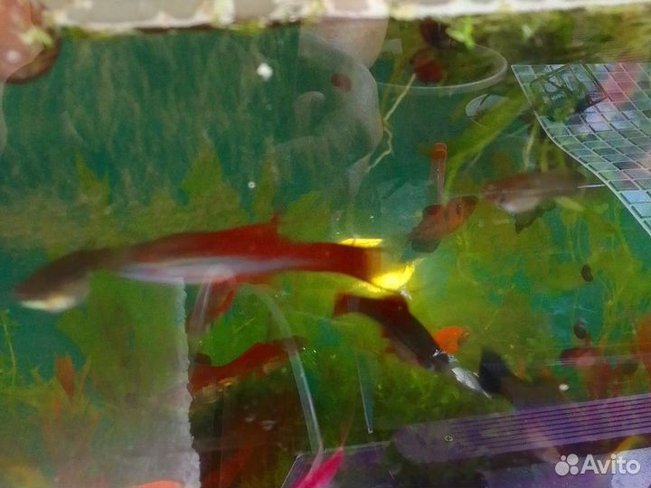Рыба меченносец самки.самцы