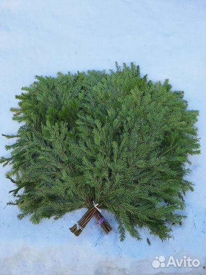 Веники для бани. Эвкалипт Только оптом от 100шт