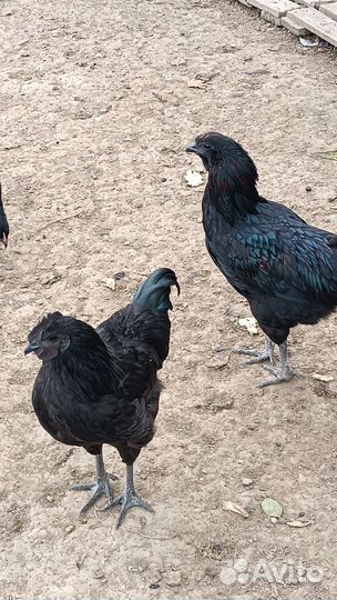 Куры ухейилюй брама голошейные Джерсийский гигант