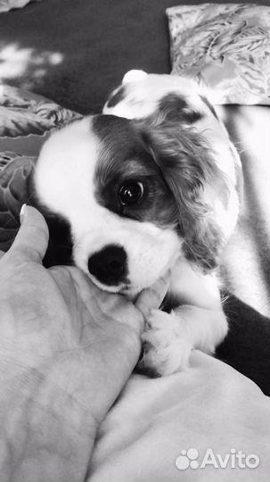 Собака для фотосессии