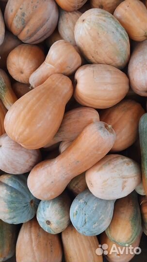 Тыква витаминная сладкая