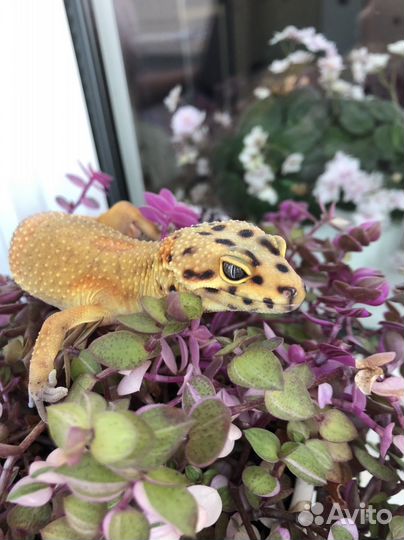 Геккон эублефар