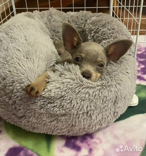 Мини той-терьер