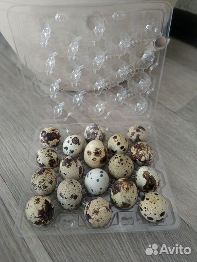 Инкубационное яйцо перепелов Техасцы