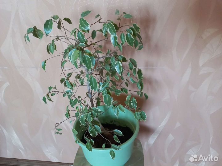 Фикус бенджамина пестролистный