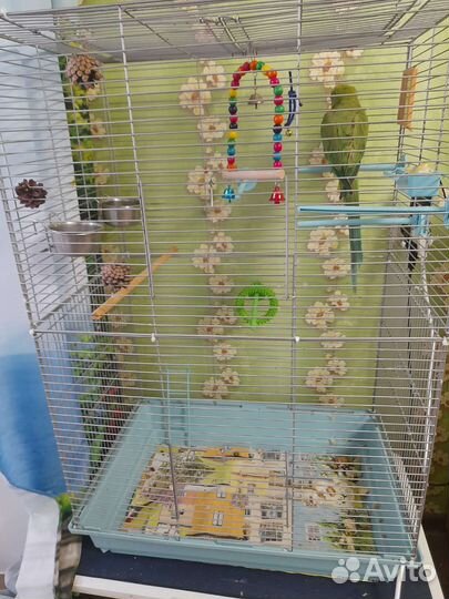 Ожереловый попугай