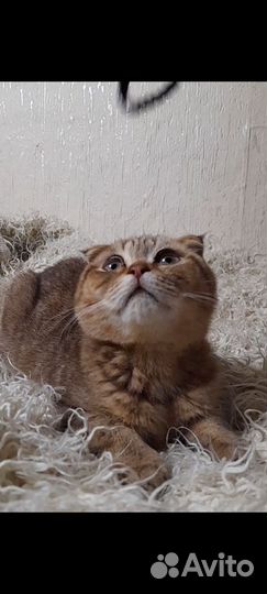 Шотландский котёнок мальчик