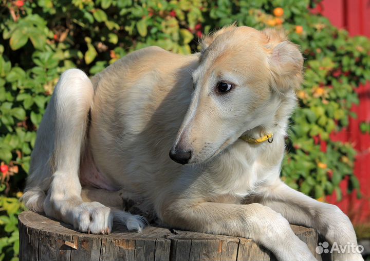 Борзой мальчик