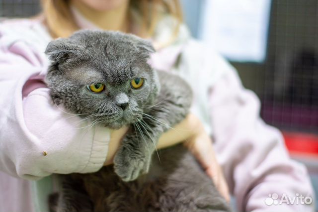 Котик Март ищет дом