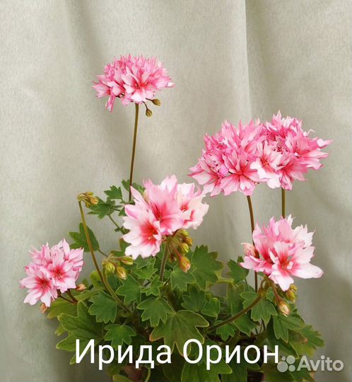 Пеларгония стеллар Ирида Орион