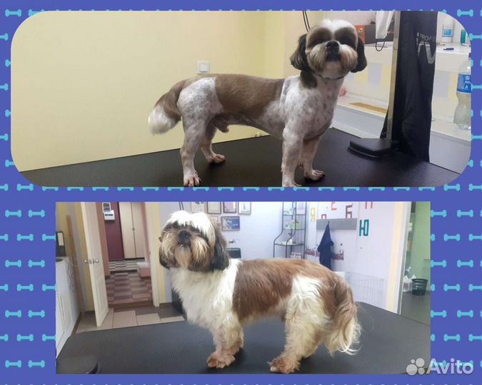 Зоострижки / Грумер