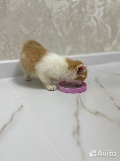 Котенок в добрые руки