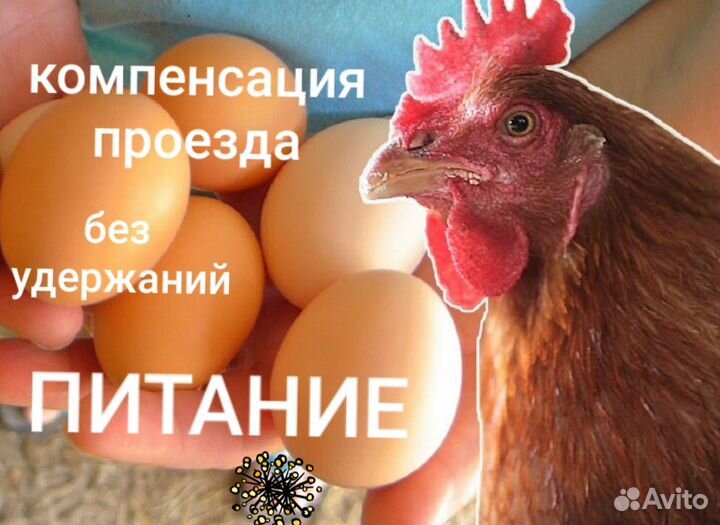 Вахт Рабочий/упаковщик Птицефабрика Питание Жильё