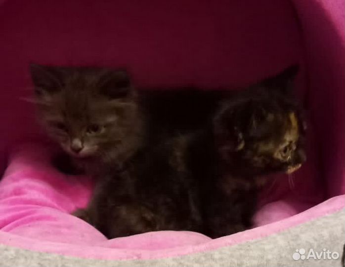 Котята мальчик и девочка подкидыши