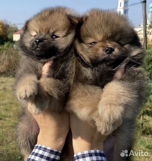 Шпиц мальчики
