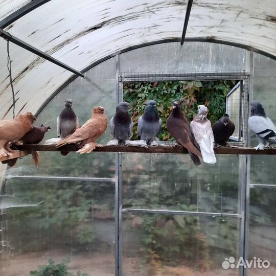 Таджикские и узбекские голуби