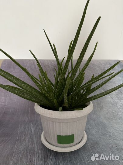 Алоэ вера (лечебный)