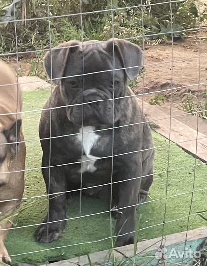 Французский бульдог