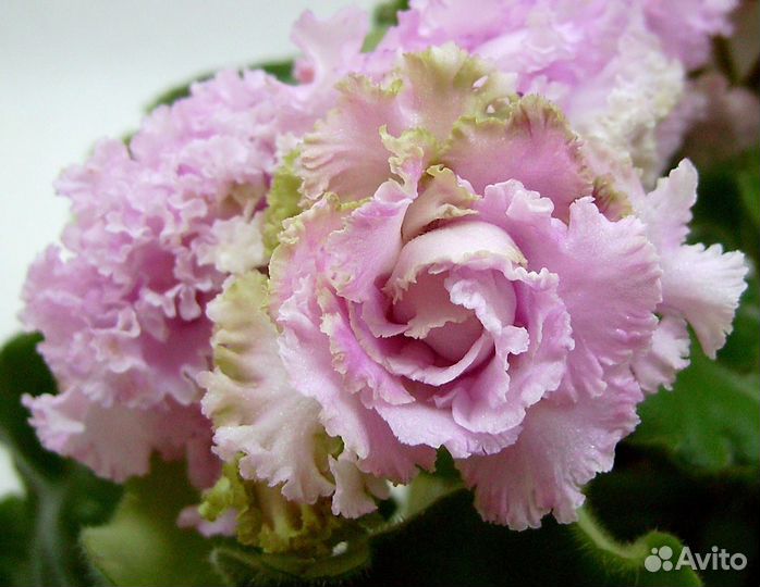 Детки,листья с детками сортовых фиалок