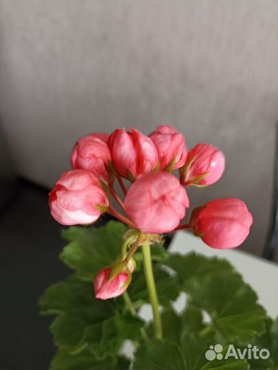 Пеларгония герань тюльпановидная