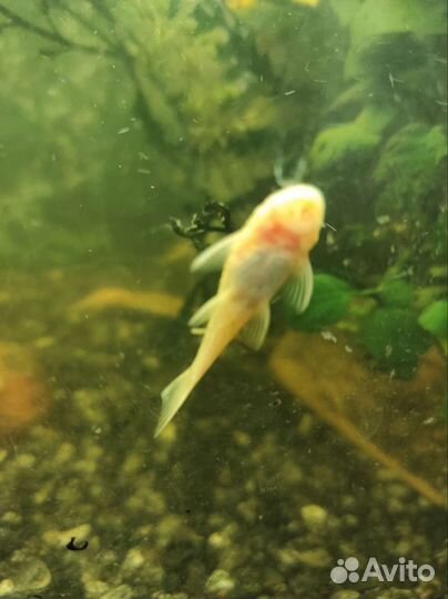 Анциструс вуалевый L-144 производ и молодежь