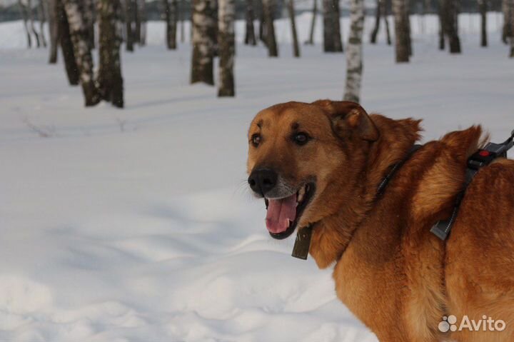 Возьмите собаку из приюта