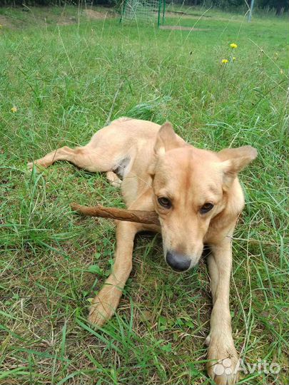 Собаки бесплатно