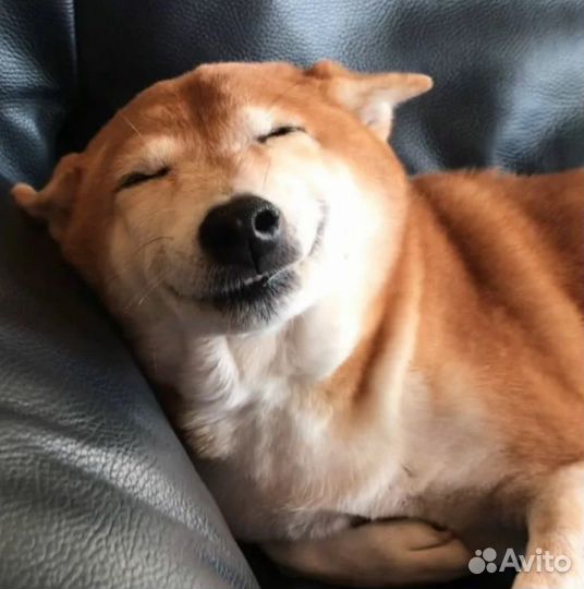 Обрезь говяжья