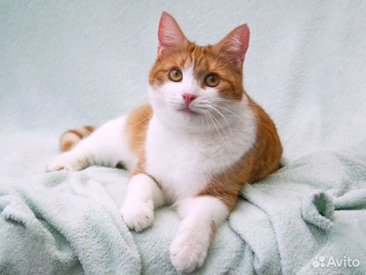 Манюня - ласковая кошечка