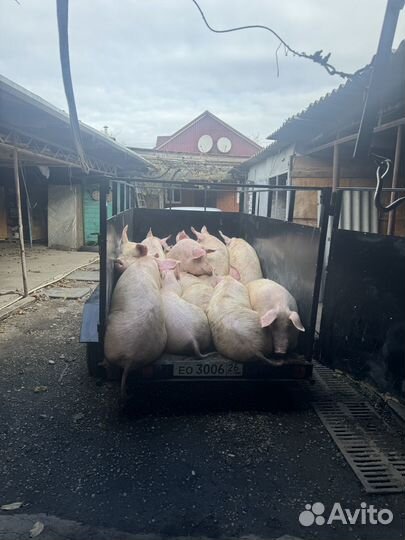 Крс и свиний