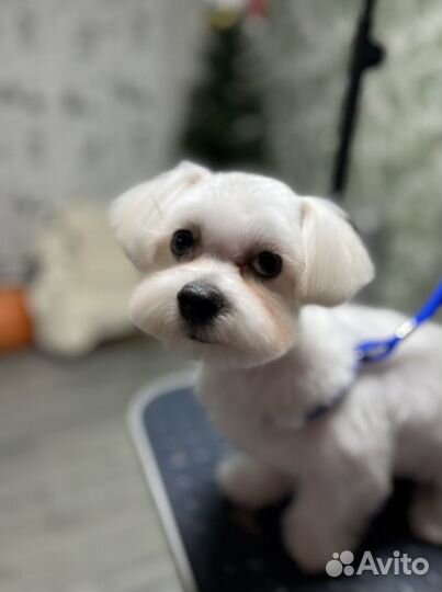 Стрижка собак и кошек