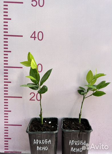 Лимон аркобалено