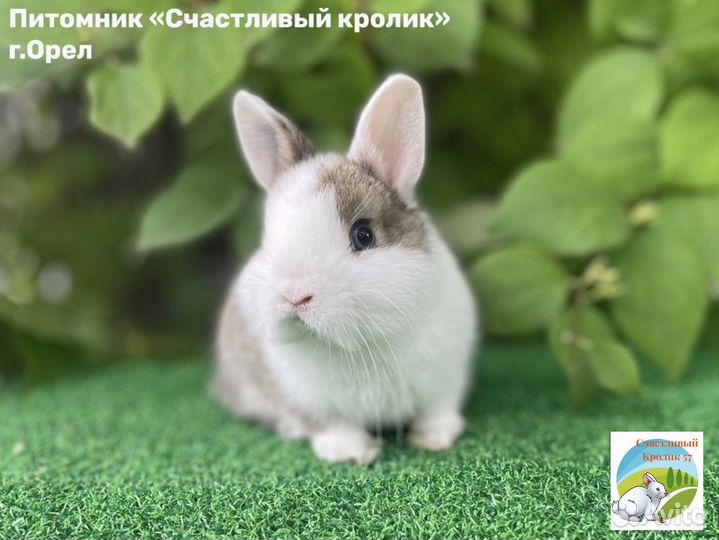 Декоративные карликовые кролики