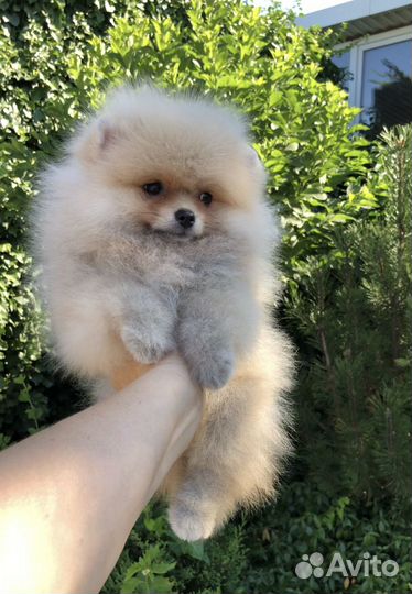 Померанский шпиц