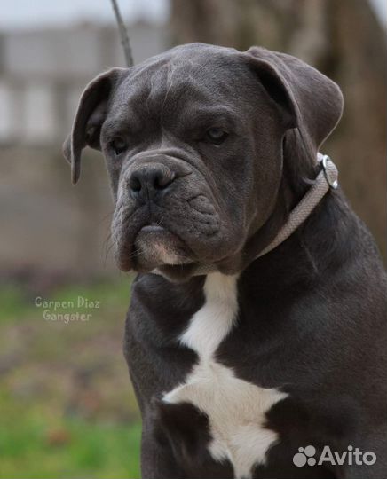 Олд бульдог