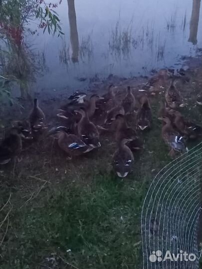 Утка дикая подсадная