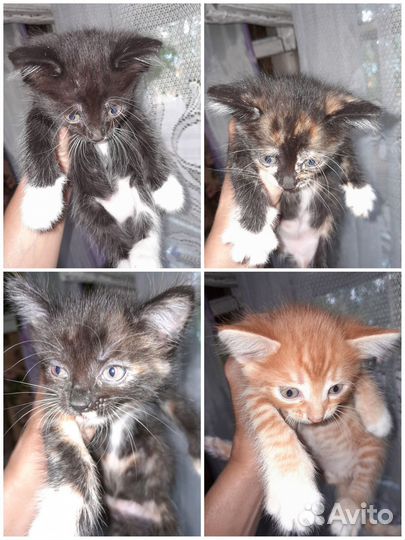 Котята, подкидыши