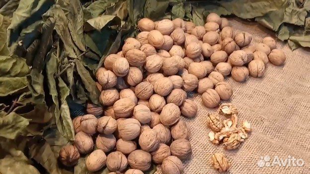 Саженцы привитого грецкого ореха Узбеский Скоропл