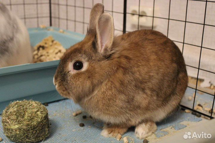 Декоративный кролик