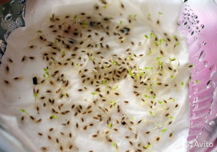 Павловния семена z07 и 9501