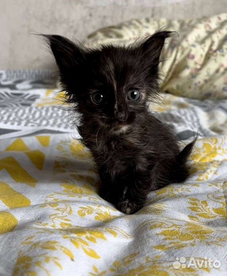 Котята в добрые руки бесплатно