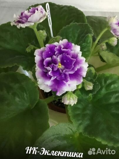 Фиалки сортовые