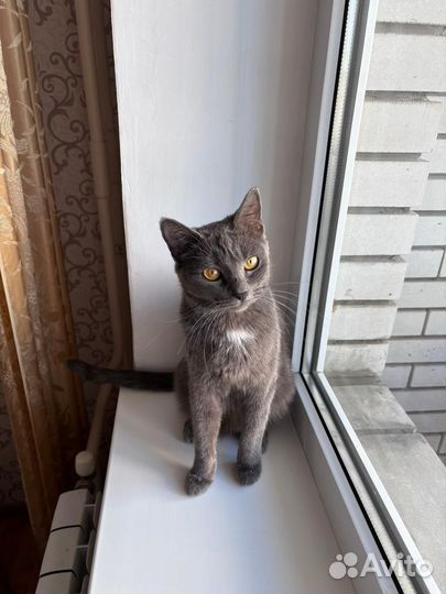 Кошки в добрые руки