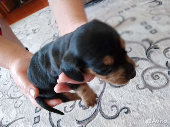 Щенки карликовой таксы