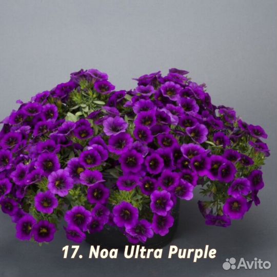 Калибрахоа рассада 2