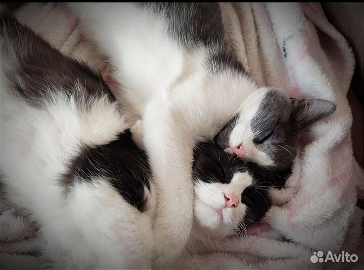 Нежный котенок