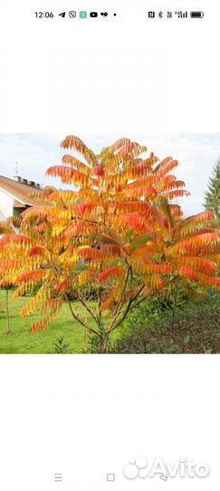 Саженцы сумах оленерогий