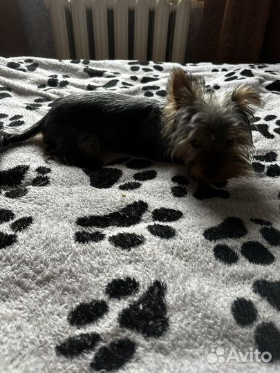 Йоркширский терьер