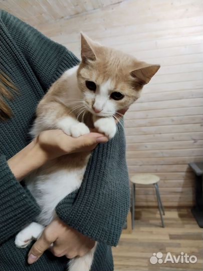 Кошечка Персея