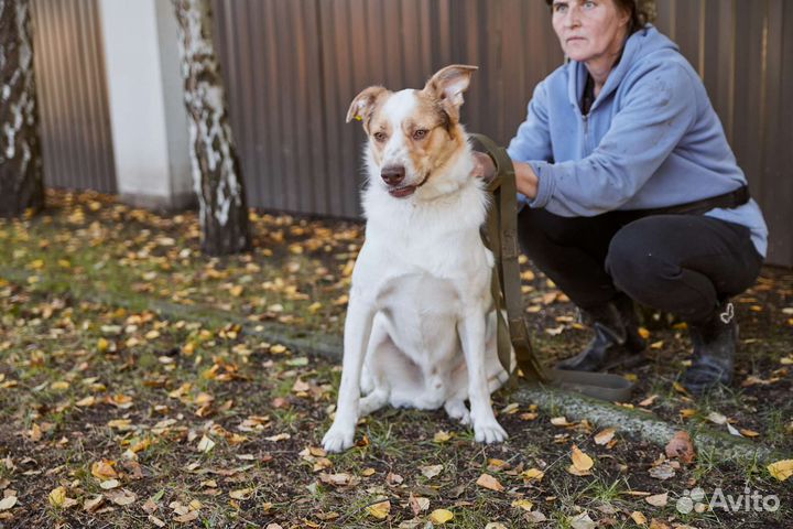 Пес Белочек ищет дом